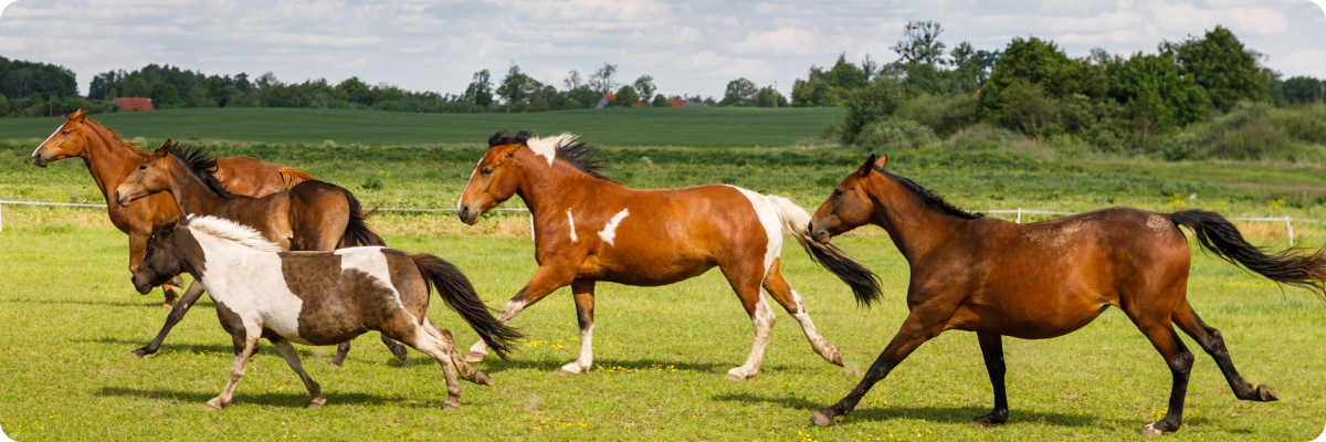 행복하게 뛰어가는는 말들 사진