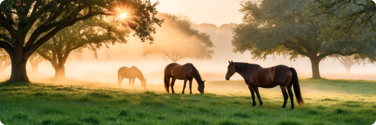 초원에서 풀을 뜯고있는 말들 사진