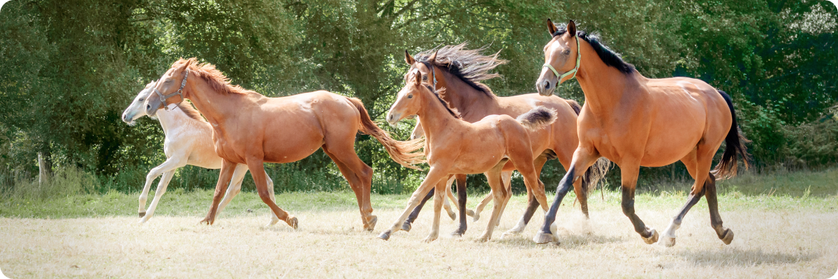 뛰어가는 말들 사진