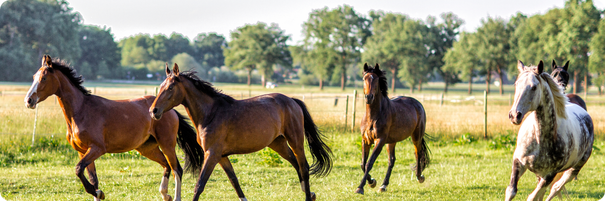 경주마가 뛰어놀고 있는 모습