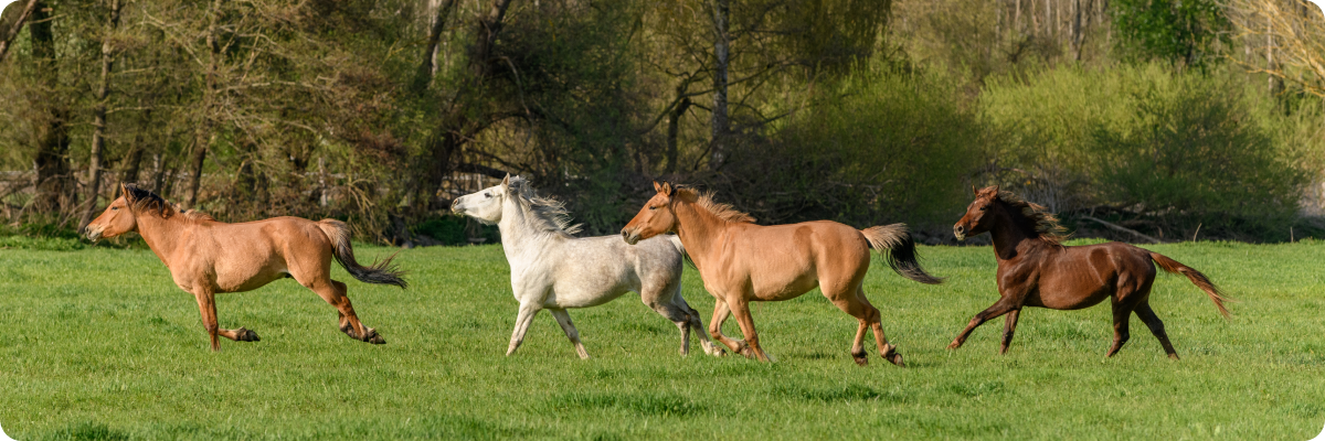 퇴역 경주마들이 달리고 있는 모습