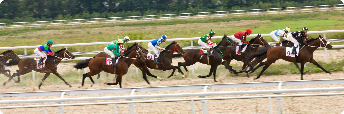 은퇴경주마 승마대회 사진