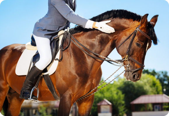 명예경주마를 다독이는 모습습