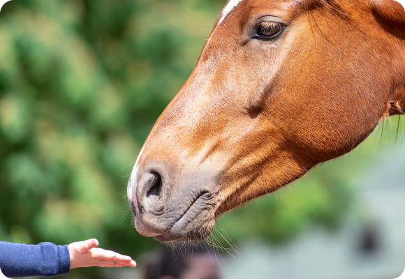 명예경주마에게 손을 내밀고 있는 모습
