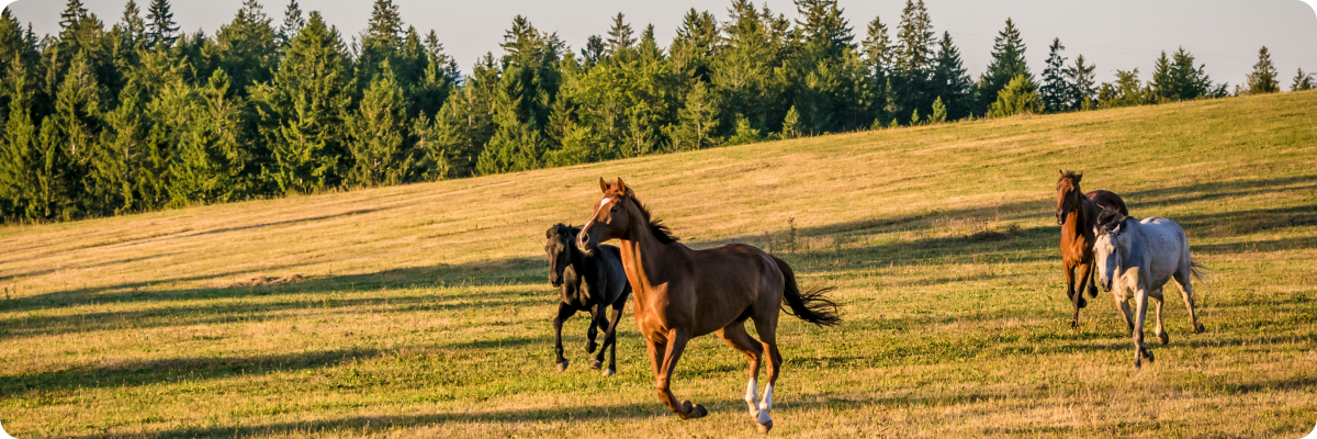 말이 초원을 달리고 있는 사진
