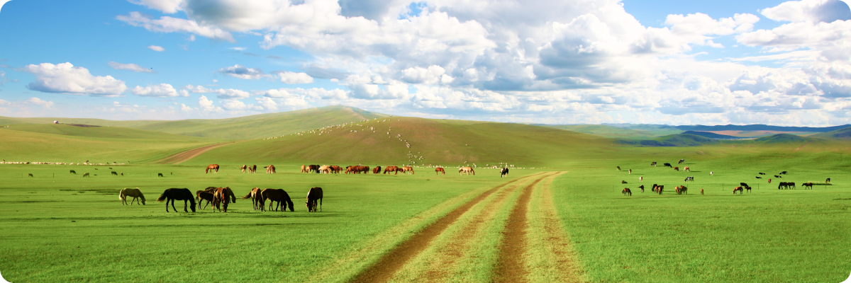 드넓은 초원위에 한가로운 말들 사진